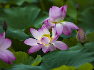 Fototapeta premium Dumulmeori Semiwon Lotus Festival