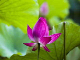 Obraz premium Dumulmeori Semiwon Lotus Festival