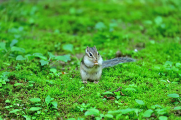 口いっぱいに餌を頬張るシマリス