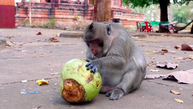 close up of a monkey eating a green coconut