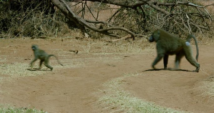 Troop Of Olive Baboons Crossing Track; Samburu 14 October 2016 Am; Samburu, Kenya, Africa
