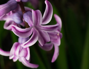 macro view of violet hyacinth  flower petals