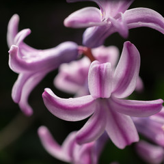 Macro view of violet hyacinth  flower petals