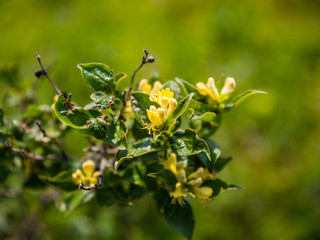 Geumdaebong Wild Flower Garden