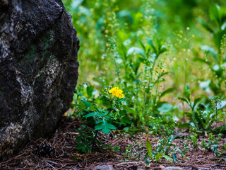 Tomb of King Jungmongju of Yong-in