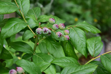 若いブルーベリーの実