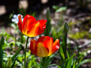 Naklejka premium Summer flowers at the Hantaek Botanical Gardens