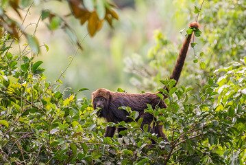 Macaco barbado (Bugio - Alouatta guariba) em Marechal Floriano, Espírito Santo, Brasil, antes do surto de febre amarela provocar a quase extinção da espécie.