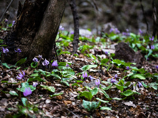 Flowers of the flower of Hwaya