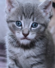 Fototapeta premium CUTE GRAY TABBY KITTEN
