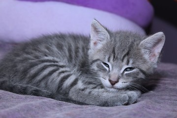 CUTE GRAY TABBY KITTEN