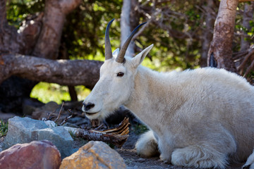 Mountain goat laying beside rocks at Logan Pass, Glacier National Park, Montana
