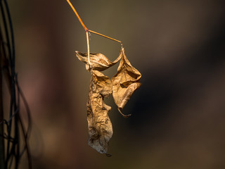A feast of spring flowers at Hantaek Botanical Gardens