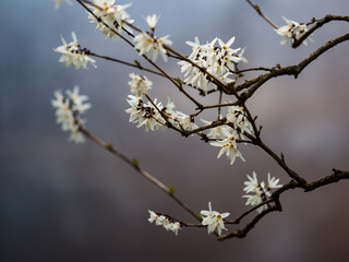 A feast of spring flowers at Hantaek Botanical Gardens
