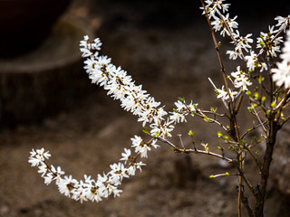 A feast of spring flowers at Hantaek Botanical Gardens