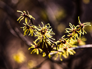 A feast of spring flowers at Hantaek Botanical Gardens