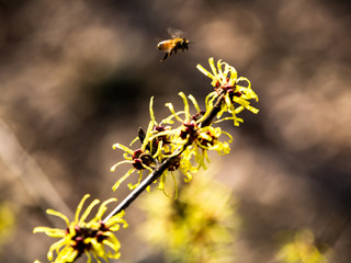 A feast of spring flowers at Hantaek Botanical Gardens