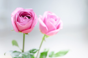 Pink Rose petals for valentines day.