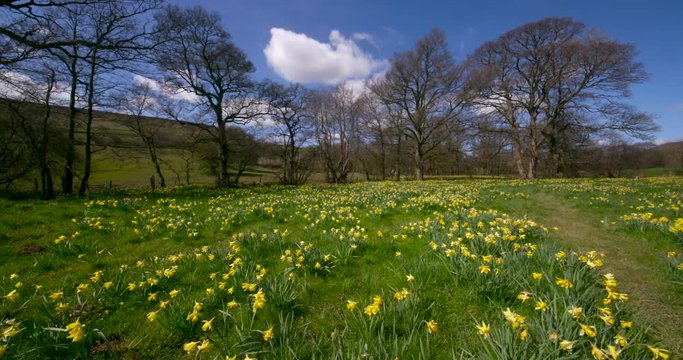 Daffodil'S In Meadow; Spring Daffodils; Farndale, North Yorkshire