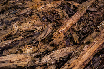 Close up of a fallen and decaying old branch on the forest floor. Haphazard yet intricate and beautiful patterns in nature.