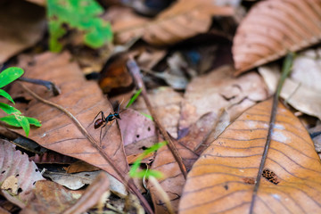 Close up ants on tropical dry leaves , nature forest
