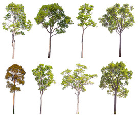 Obraz premium set of green tree isolated on white background, object isolated on white.