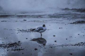 pajaro en el desierto de atacama, chile