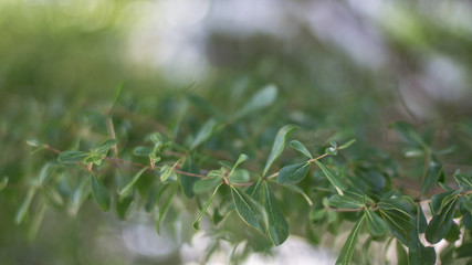 Deapth of field of Ivory coast almond