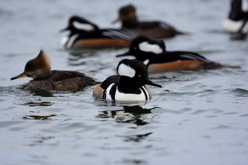 Lophodytes cucullatus