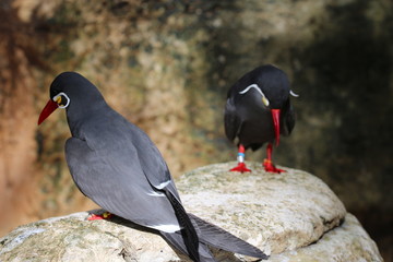 Two Inca Terns / Exotic Birds