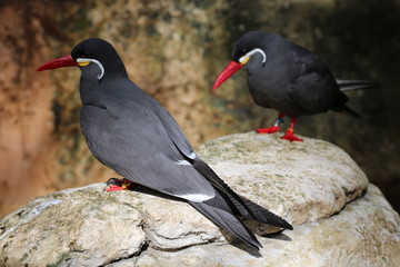 Inca Tern / Exotic Bird