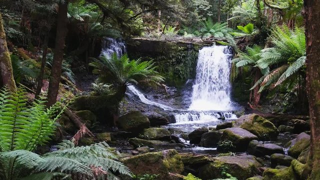 horseshoe falls surrounded by ferns at mt field national park in tasmania