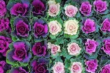 Top view of colorful ornamental cabbages