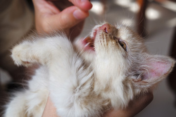 Little girl caring and feeding her loving pet food with hand. Animal care concept.