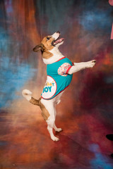 Fototapeta na wymiar Jack Russel Terrier Standing on hind legs