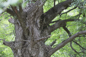 An old big tree