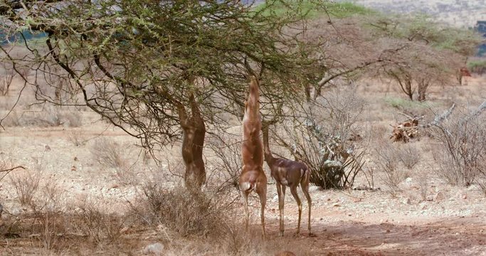 Gerenuks On Hind Legs Grazing; Samburu 14 October 2016 Pm; Samburu, Kenya, Africa