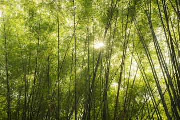 Fototapeta na wymiar Bamboo forest with sunlight