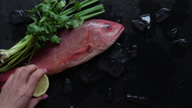 Raw whole fresh Red Snapper displayed on a dark background with a ice and dressed with fresh garnish