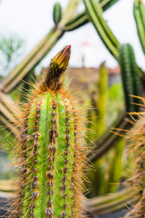 A huge variety of cacti in the cactus garden. Lanzarote. Canary Islands. Spain