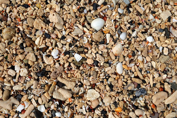 Details of colorful shells and rocks on the beach background