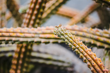 A huge variety of cacti in the cactus garden. Lanzarote. Canary Islands. Spain