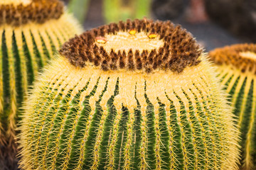 A huge variety of cacti in the cactus garden. Lanzarote. Canary Islands. Spain