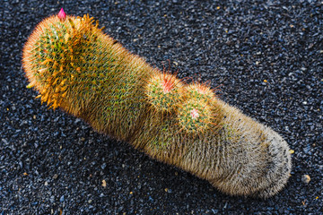 A huge variety of cacti in the cactus garden. Lanzarote. Canary Islands. Spain