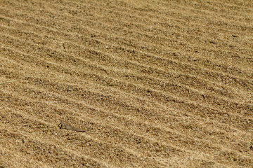 Thailand's yellow rice paddies sweep a long row.