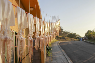 Squid dried on rope by side the road.