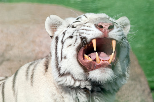 White tiger yawns and shows his beautiful powerful fangs