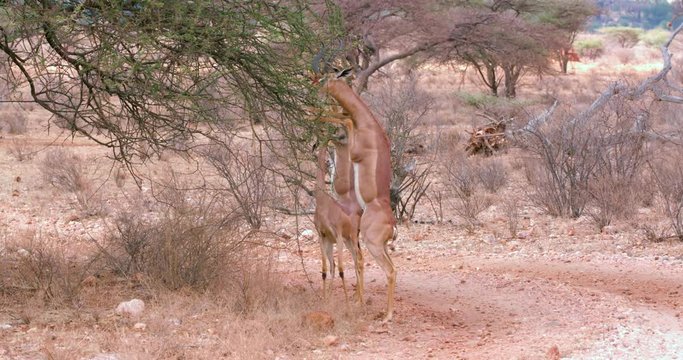 Gerenuks On Hind Legs Grazing; Samburu 14 October 2016 Pm; Samburu, Kenya, Africa