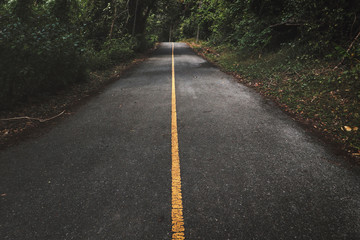 straight road in forest