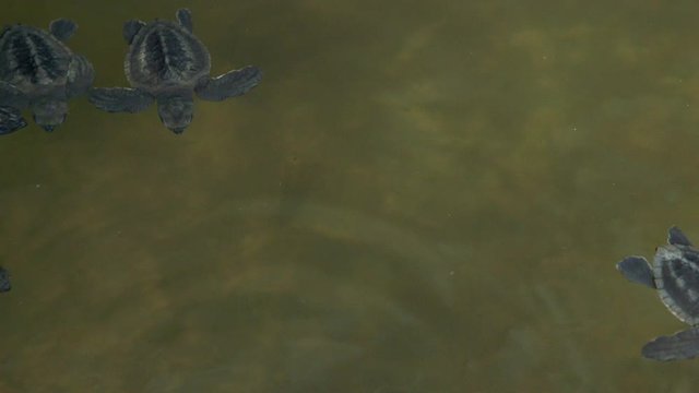 Baby Turtles In Pool; Bentota Beach; Bentota Beach, Sri Lanka